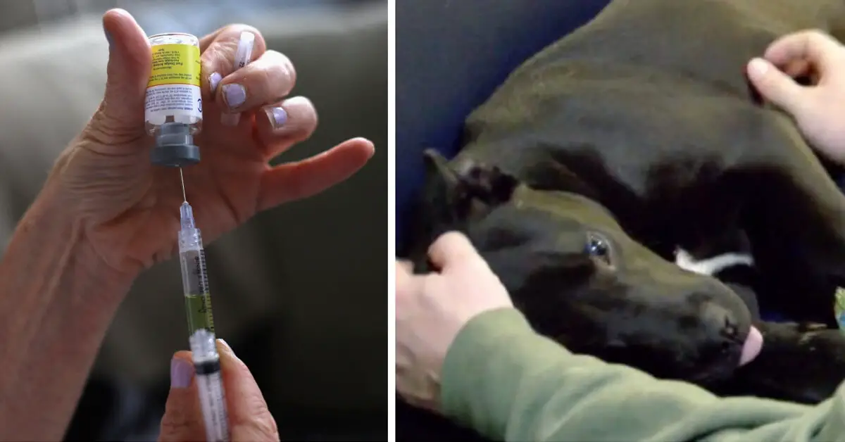 Puppy Survives The Lethal Euthanasia Injection At Overcrowded Shelter puppy-survives-the-lethal-euthanasia-injection-at-overcrowded-shelter