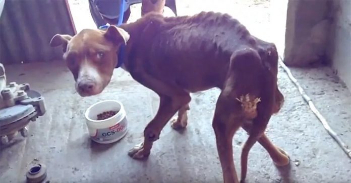 benji-malnourished-dog