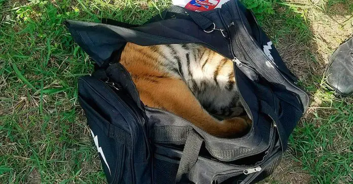 black-duffel-bag-tiger-cub
