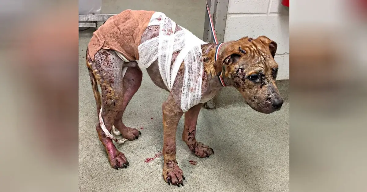 Poor Dog With Horrible Mange Dumped At A City Dumpster