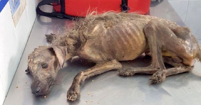 starving-Hercules-dog-rescue