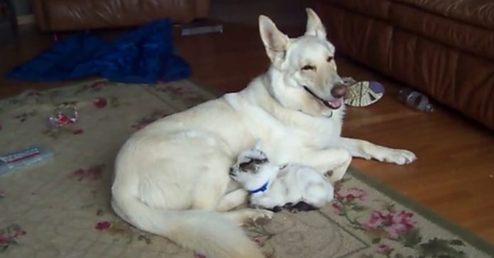 German-Shepherd-Mothers-Baby-Goat