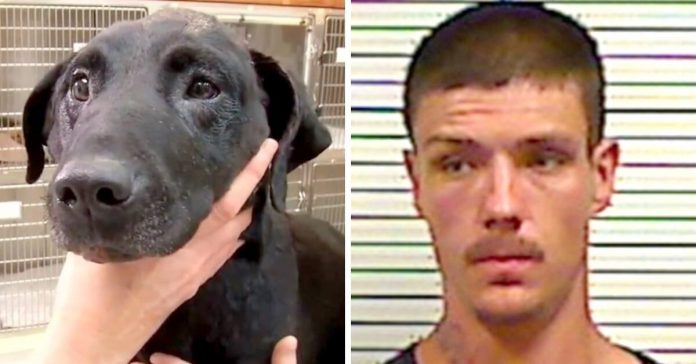 dog-dies-after-being-beaten