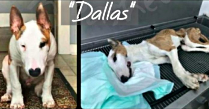 dog-dies-from-starvation