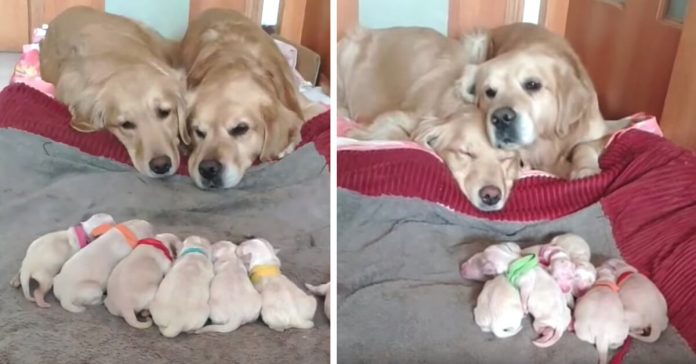 golden-retriever-parents