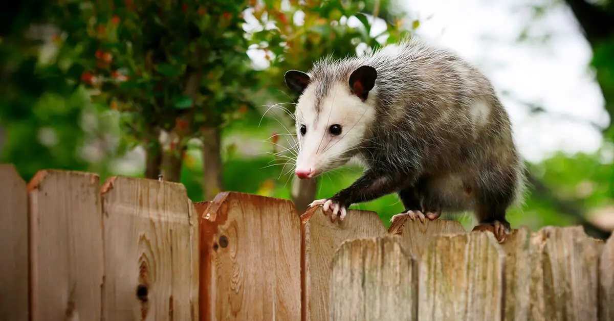 Here's Why It May Be A Good Sign To See An Opossum In Your Yard