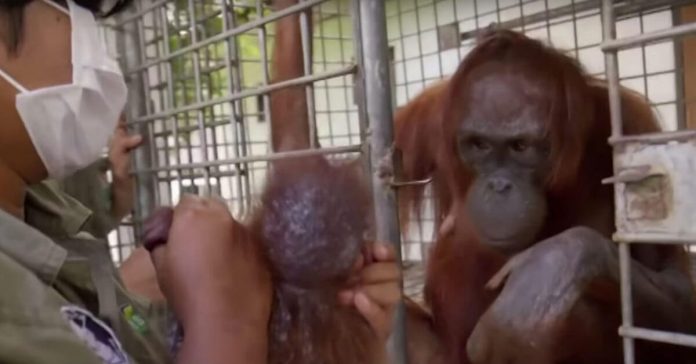 orangutan-mom-reunited-baby