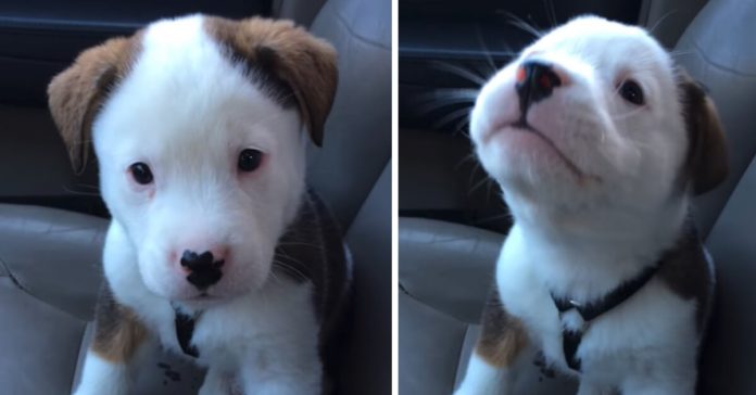 puppy-first-hiccups