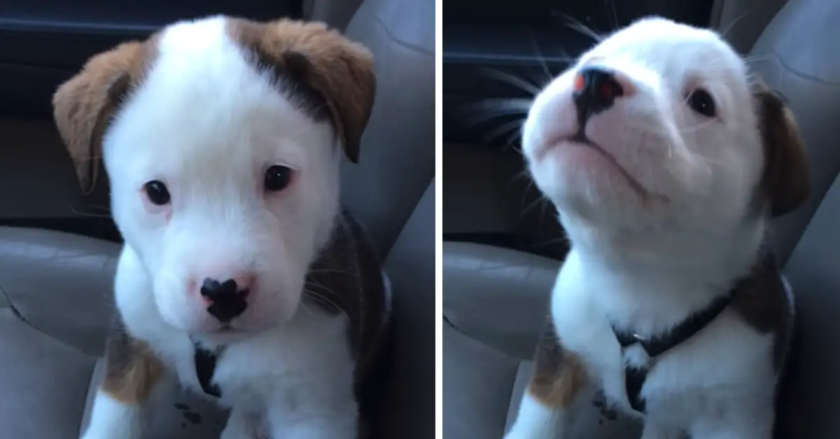 Adorable Puppy's First Experience With Hiccups (Video)