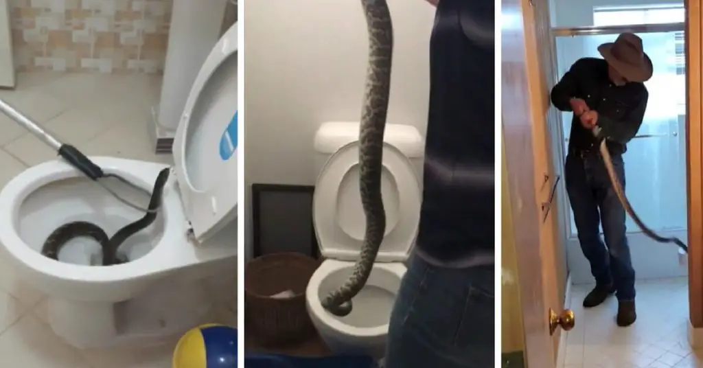 Here's Why More People Are Finding Snakes In Their Toilets At Home