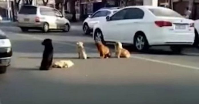 4-loyal-dogs-block-road