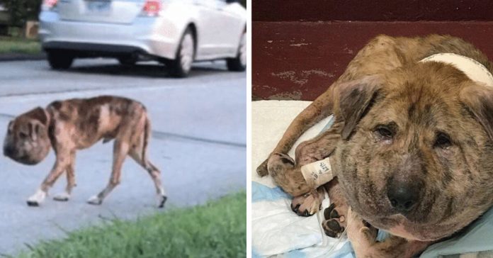 Gus-dog-recovery