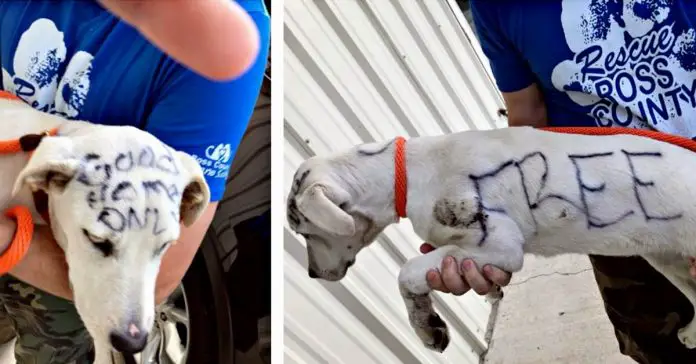 Marvella-puppy-rescue