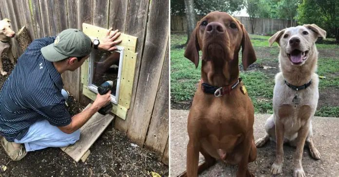 Vernon-and-Tate-doggy-door