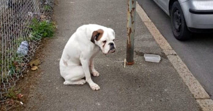 abandoned-boxer-lamppost