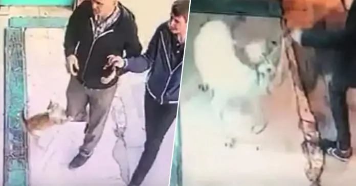 angry-cat-terrorizes-men-and-dogs