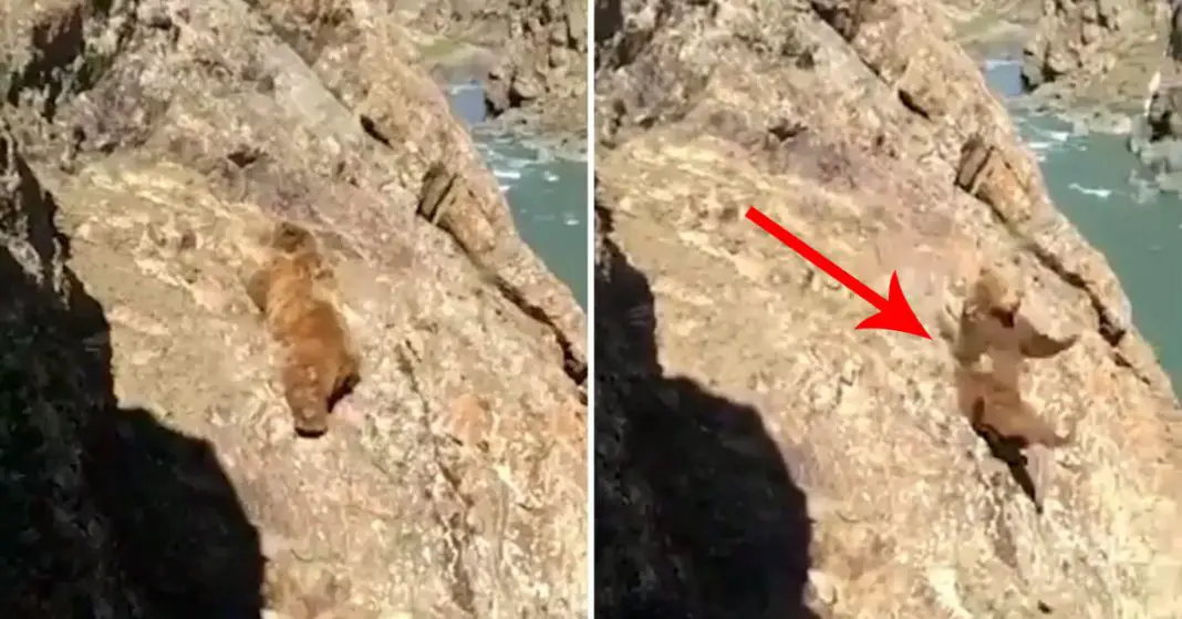 Bear Falls Off Cliff And Dies After Villagers Throw Rocks At It