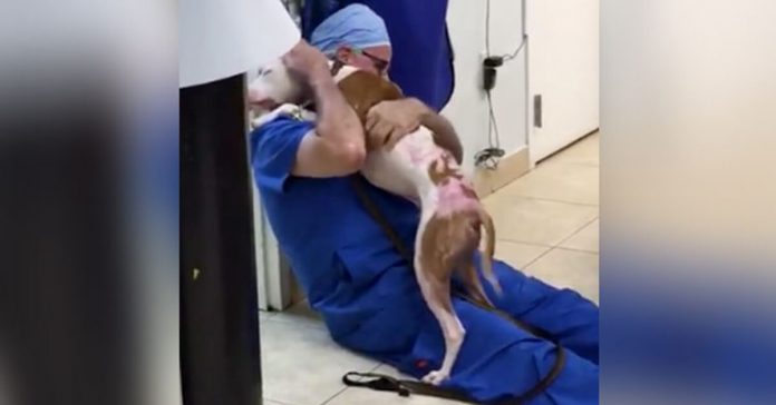 burned-dog-reunites-with-vet