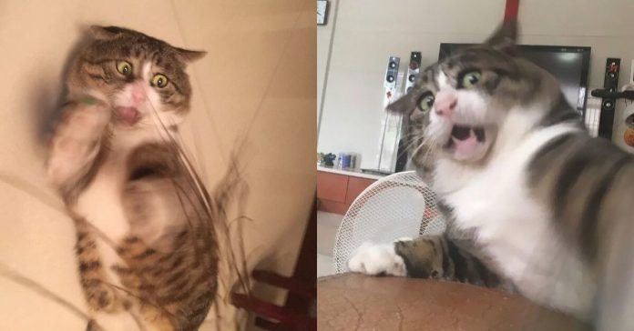 cat-dramatic-reactions