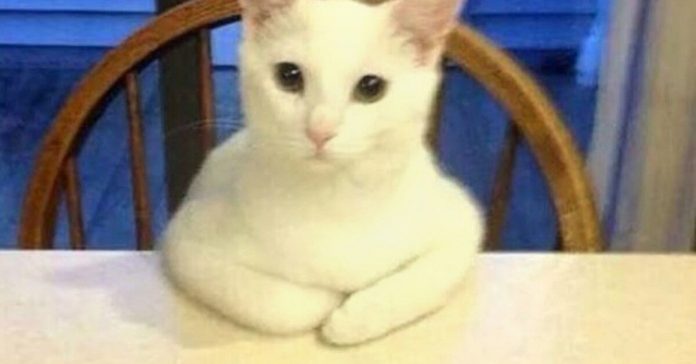 cats-good-pretending-humans