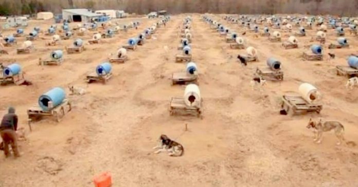 cruel-sled-dog-farm