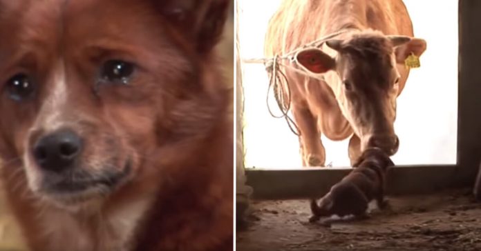 dog-cow-best-friends
