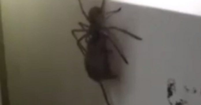 giant-spider-carrying-mouse