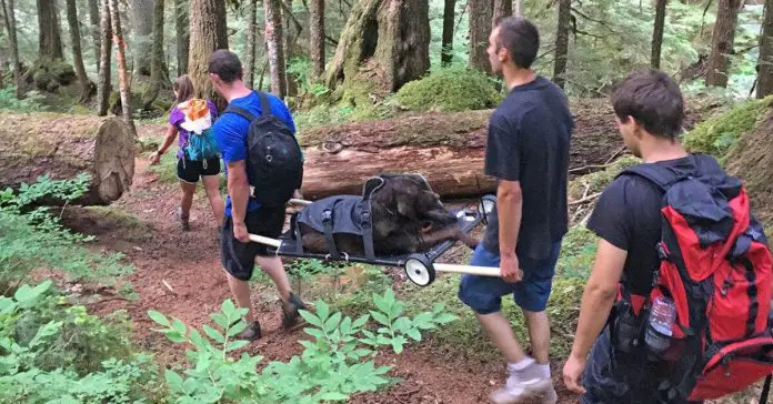 hikers-rescue-injured-dog