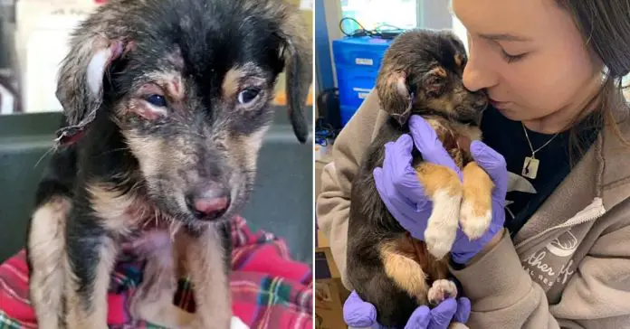hope-burned-puppy
