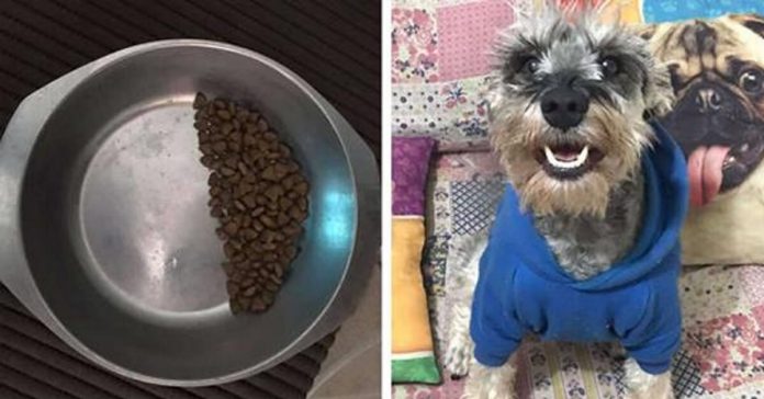 rescue-dog-bowl-half-full