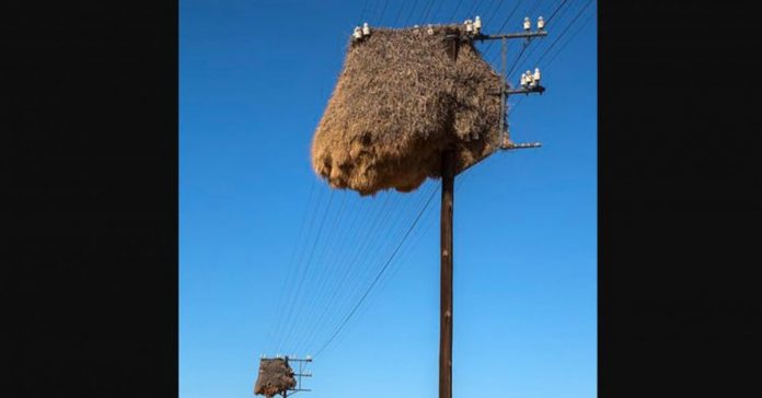 social-weaver-bird-nest