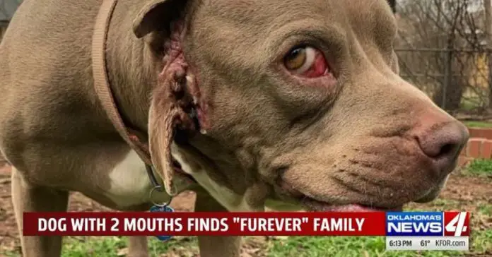 stray-dog-with-2-mouths