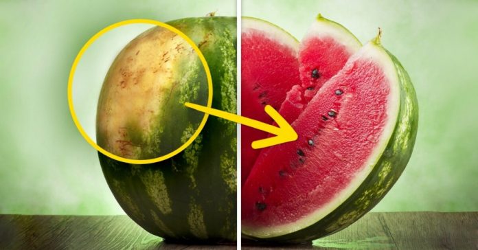 watermelon