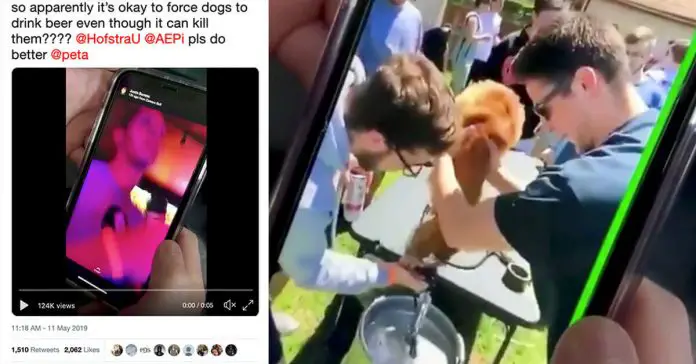 Puppy-Forced-To-Drink-Beer