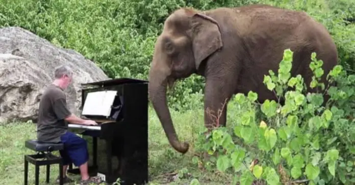 abused-elephant-piano