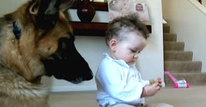 baby-steals-dogs-treat