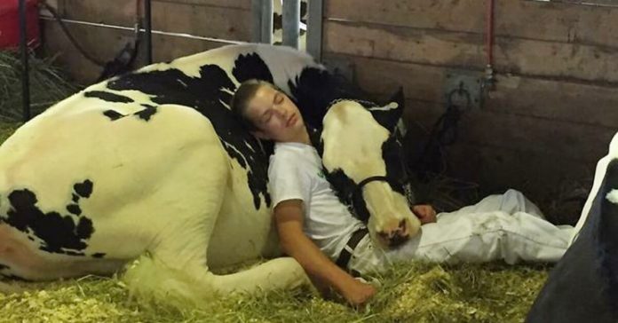 boy-and-cow-lose-state-fair