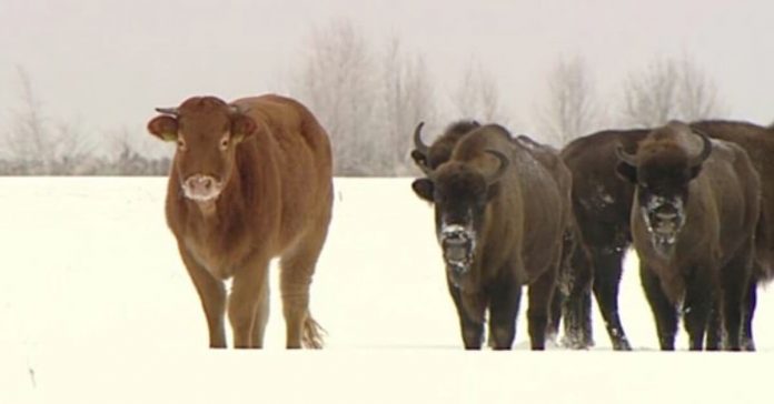 cow-joins-herd-of-wild-bison
