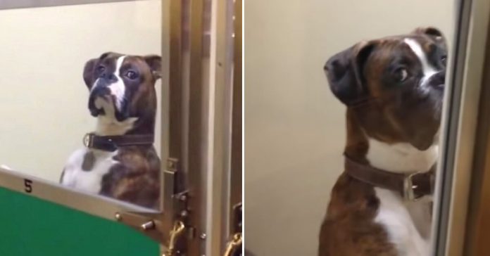 dog-angry-stink-eye