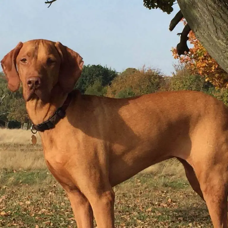 Dog Tragically Dies From Eating Brownies With Sugar Substitute