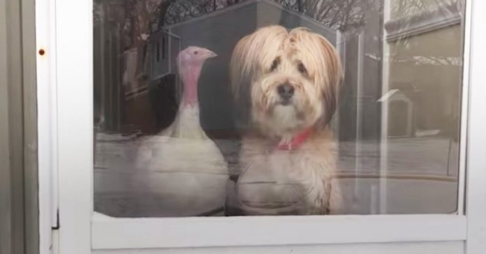 dog-turkey-best-friends