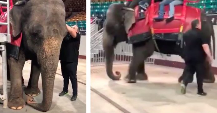 elephant-forced-to-offer-rides