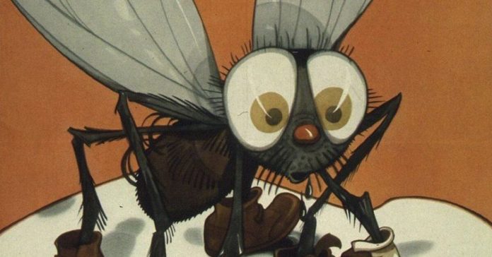 fly-contaminates-food