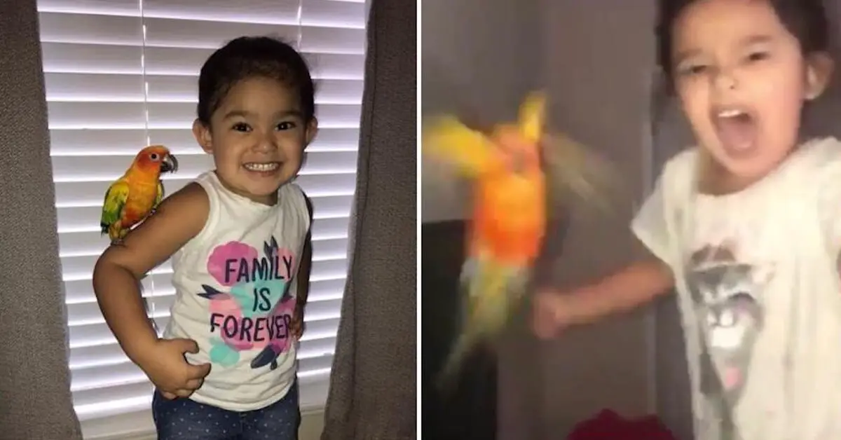 Little Girl Trains Her Pet Bird To Attack Whoever She Screams At