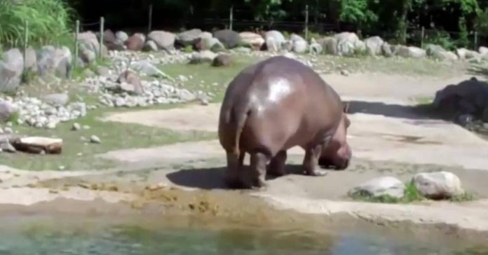 hippo-epic-fart