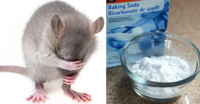 home-free-from-mice-and-rats