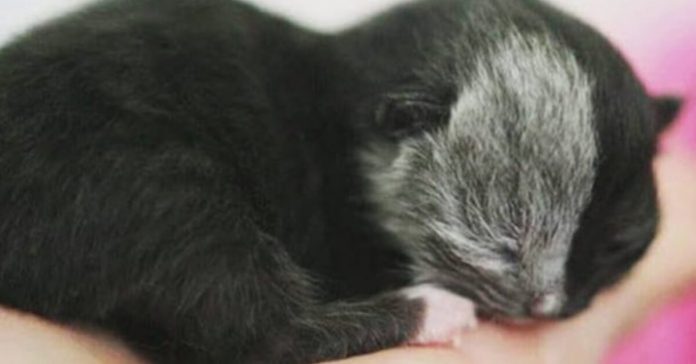 kitten-born-with-two-faces