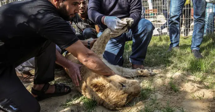 lioness-declawed-zoo
