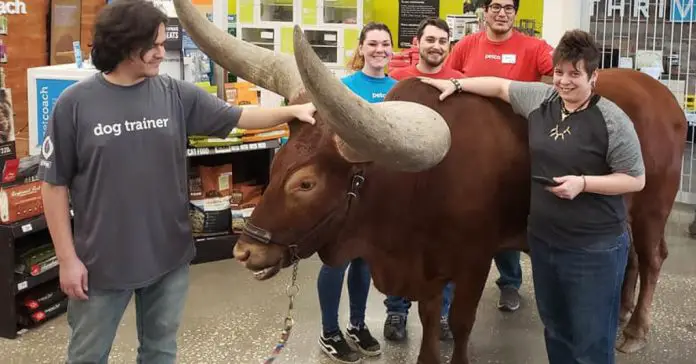 man-brings-steers-petco