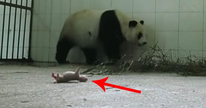mommy-panda-rejects-her-newborn-1